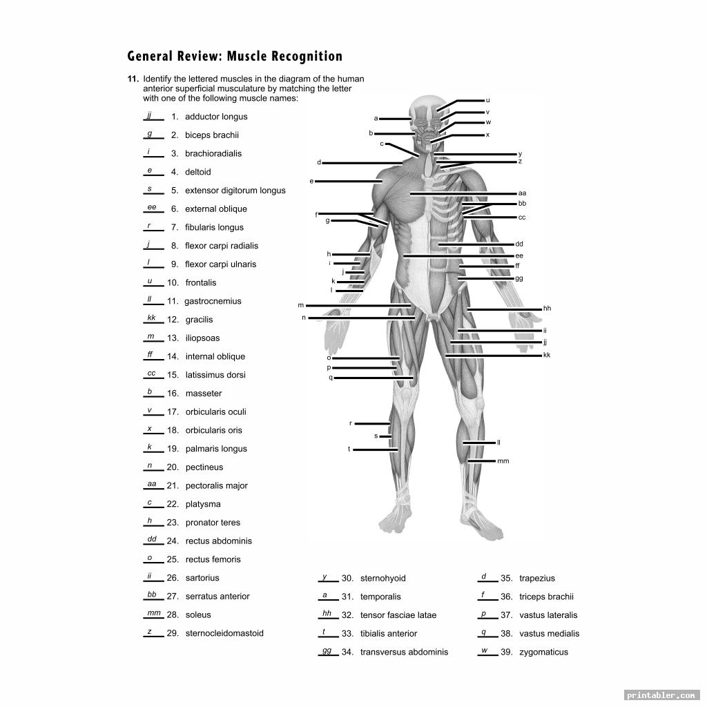 Printable Worksheets Muscle Anatomy - Printabler.com