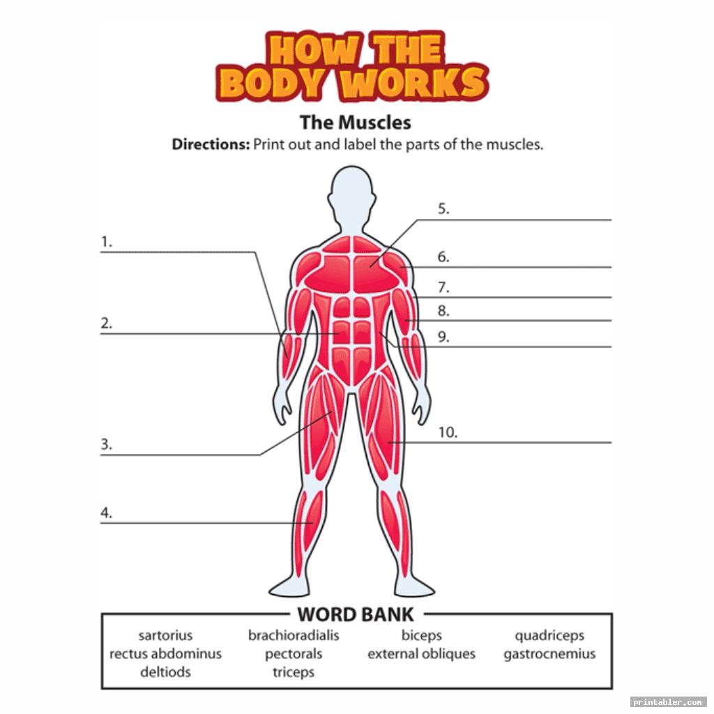 muscle-activity-worksheet-free-download-gambr-co